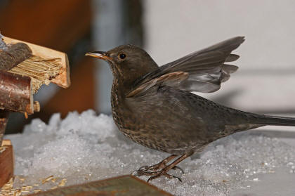 Turdus merula / Amsel / Weibchen