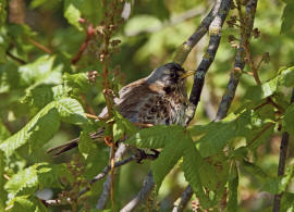 Turdus pilaris / Wacholderdrossel / Drosseln - Turdidae