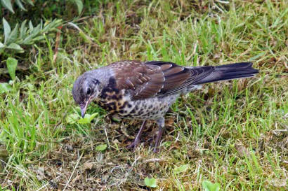 Turdus pilaris / Wacholderdrossel / Drosseln - Turdidae