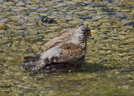 Turdus pilaris / Wacholderdrossel / Drosseln - Turdidae