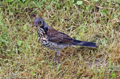 Turdus pilaris / Wacholderdrossel / Drosseln - Turdidae