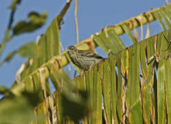 Serinus serinus / Girlitz / Finken - Fringillidae