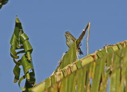 Serinus serinus / Girlitz / Finken - Fringillidae