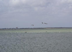 Phoenicopterus roseus / Rosaflamingo / Flamingos -  Phoenicopteridae