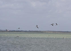 Phoenicopterus roseus / Rosaflamingo / Flamingos -  Phoenicopteridae