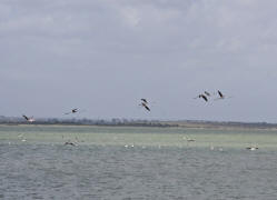 Phoenicopterus roseus / Rosaflamingo / Flamingos -  Phoenicopteridae