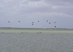 Phoenicopterus roseus / Rosaflamingo / Flamingos -  Phoenicopteridae