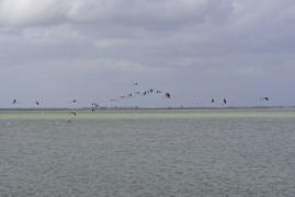 Phoenicopterus roseus / Rosaflamingo / Flamingos -  Phoenicopteridae