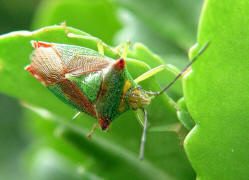 Acanthosoma haemorrhoidale / Stachelwanze / Stachelwanzen (Bauchkielwanzen) - Acanthosomatidae