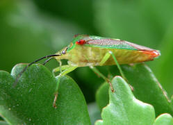 Acanthosoma haemorrhoidale / Stachelwanze / Stachelwanzen (Bauchkielwanzen) - Acanthosomatidae