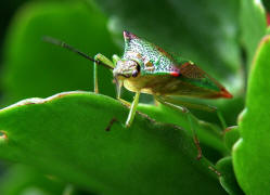 Acanthosoma haemorrhoidale / Stachelwanze / Stachelwanzen (Bauchkielwanzen) - Acanthosomatidae