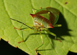 Acanthosoma haemorrhoidale / Stachelwanze / Stachelwanzen (Bauchkielwanzen) - Acanthosomatidae