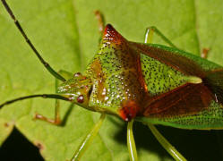 Acanthosoma haemorrhoidale / Stachelwanze / Stachelwanzen (Bauchkielwanzen) - Acanthosomatidae