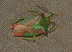 Acanthosoma haemorrhoidale / Stachelwanze / Stachelwanzen (Bauchkielwanzen) - Acanthosomatidae