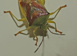 Elasmostethus interstinctus / Bunte Blattwanze / Familie: Stachelwanzen (Bauchkielwanzen) - Acanthosomatidae / Unterordnung: Wanzen - Heteroptera