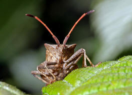 Coreus marginatus / Lederwanze / Randwanzen - Coreidae