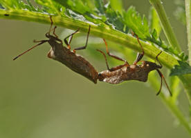 Coreus marginatus / Lederwanze / Randwanzen - Coreidae