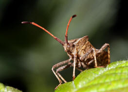 Coreus marginatus / Lederwanze / Randwanzen - Coreidae