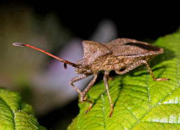 Coreus marginatus / Lederwanze / Randwanzen - Coreidae