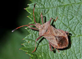 Coreus marginatus / Lederwanze / Randwanzen - Coreidae