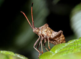 Coreus marginatus / Lederwanze / Randwanzen - Coreidae