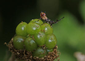 Coreus marginatus / Lederwanze (Larve) / Randwanzen - Coreidae