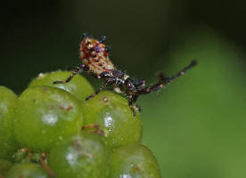 Coreus marginatus / Lederwanze (Larve) / Randwanzen - Coreidae