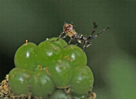 Coreus marginatus / Lederwanze (Larve) / Randwanzen - Coreidae