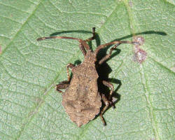 Coreus marginatus / Lederwanze (ltere Larve) / Randwanzen - Coreidae