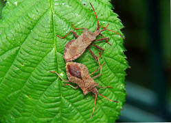 Coreus marginatus / Lederwanze / Randwanzen - Coreidae (Paarung)