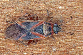 Arocatus spec. / Platanenwanze / Bodenwanzen - Lygaeidae