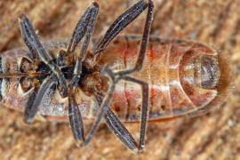 Arocatus longiceps / Platanenwanze / Bodenwanzen - Lygaeidae