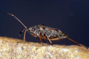 Beosus maritimus / Tappert / Bodenwanzen - Lygaeidae - Rhyparochrominae