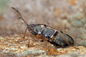 Beosus maritimus / Tappert / Bodenwanzen - Lygaeidae - Rhyparochrominae