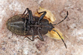 Drymus sylvaticus / Wald-Bodenwanze / Bodenwanzen - Lygaeidae