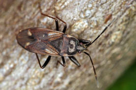 Eremocoris fenestratus / Ohne deutschen Namen / Bodenwanzen - Lygaeidae