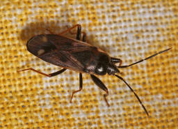 Eremocoris fenestratus / Ohne deutschen Namen / Bodenwanzen - Lygaeidae