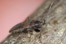 Eremocoris fenestratus / Ohne deutschen Namen / Bodenwanzen - Lygaeidae