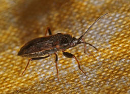 Eremocoris fenestratus / Ohne deutschen Namen / Bodenwanzen - Lygaeidae