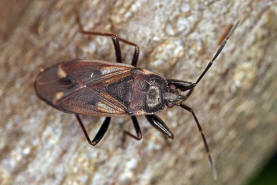 Eremocoris fenestratus / Ohne deutschen Namen / Bodenwanzen - Lygaeidae