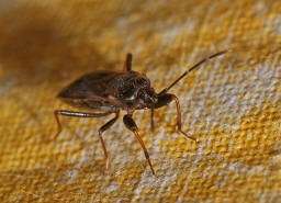 Eremocoris fenestratus / Ohne deutschen Namen / Bodenwanzen - Lygaeidae