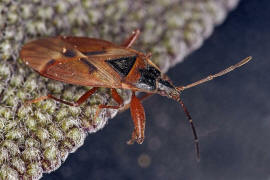 Gastrodes abietum / Fichtenzapfenwanze / Boden-, Langwanzen - Lygaeidae