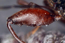 Gastrodes abietum / Fichtenzapfenwanze / Boden-, Langwanzen - Lygaeidae