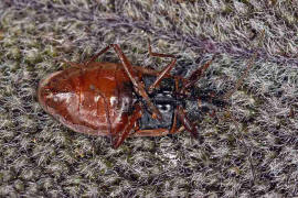 Gastrodes abietum / Fichtenzapfenwanze / Boden-, Langwanzen - Lygaeidae