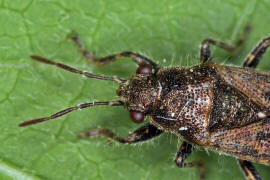 Heterogaster urticae / Brennnesselwanze / Boden-, Langwanzen - Lygaeidae