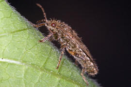 Heterogaster urticae / Brennnesselwanze / Boden-, Langwanzen - Lygaeidae