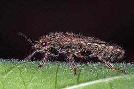 Heterogaster urticae / Brennnesselwanze / Boden-, Langwanzen - Lygaeidae