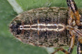 Heterogaster urticae / Brennnesselwanze / Boden-, Langwanzen - Lygaeidae