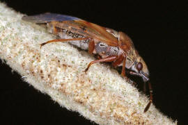Kleidocerys resedae / Birkenwanze / Lang-, Bodenwanzen - Lygaeidae