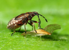 Kleidocerys resedae (Larve) / Birkenwanze / Lang-, Bodenwanzen - Lygaeidae